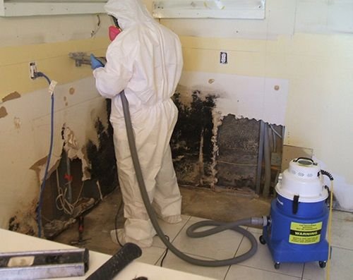 mold cleaning service